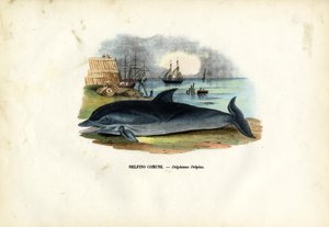 Dauphin commun, 1863-79 - Raimundo Petraroja